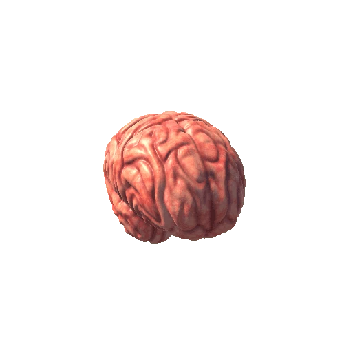 object brain